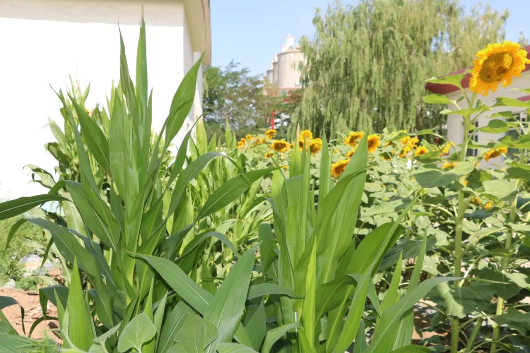		办实事 暖人心 | 宁夏建材：专心用情解决好员工用餐问题_办实事暖人心_尊龙凯时集团有限公司	