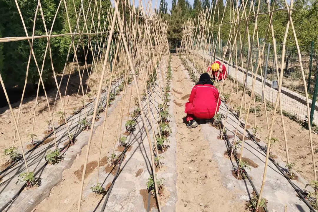 		漂亮中国⑨丨尊龙凯时集团“漂亮中国行动月”（宁夏青铜峡站）运动顺遂举行_企业动态_尊龙凯时集团有限公司	