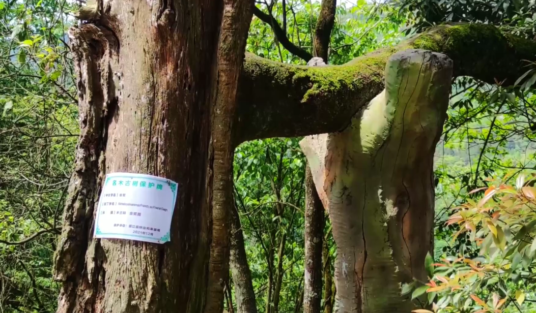 		外地媒体眼中的山乡巨变_媒体报道_尊龙凯时集团有限公司	