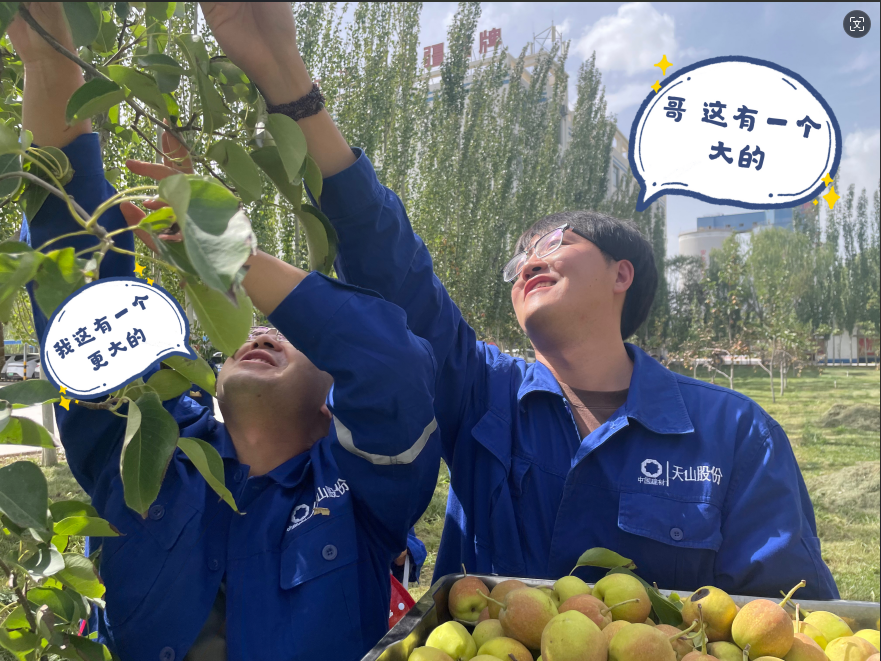 		 大丰收！来新疆天山水泥厂开心农场尝尝“秋”的味道~ _责任与文化_尊龙凯时集团有限公司	