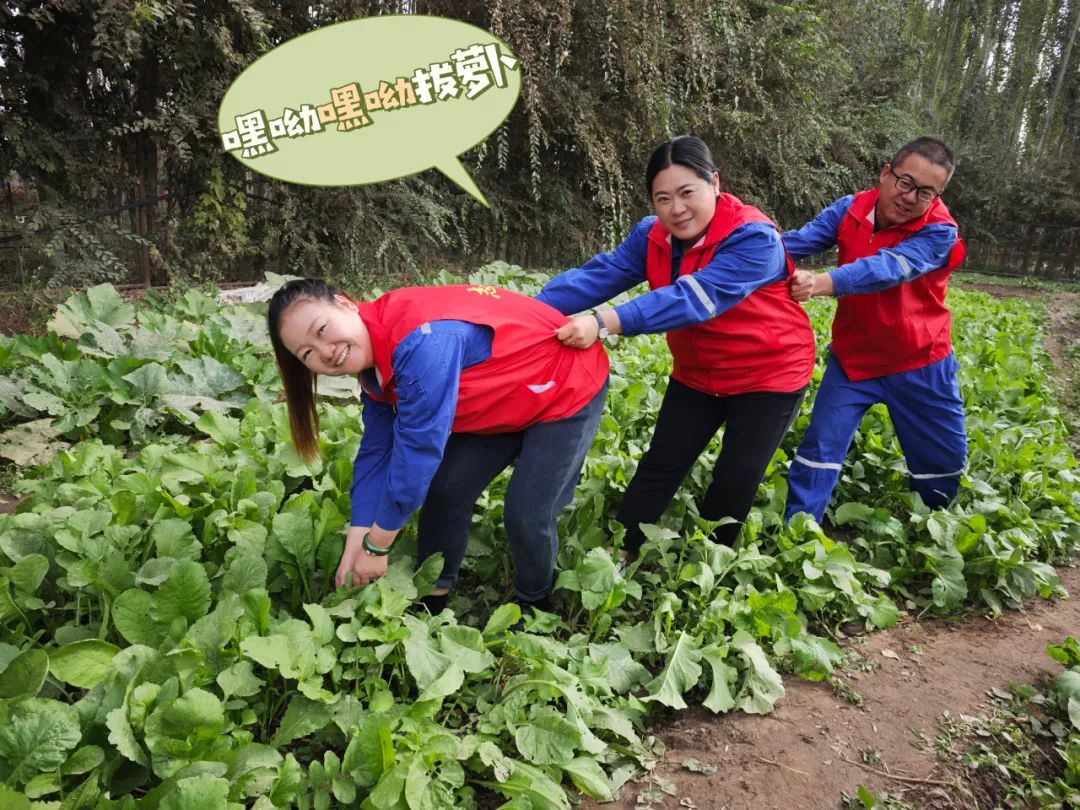 		 大丰收！来新疆天山水泥厂开心农场尝尝“秋”的味道~ _责任与文化_尊龙凯时集团有限公司	