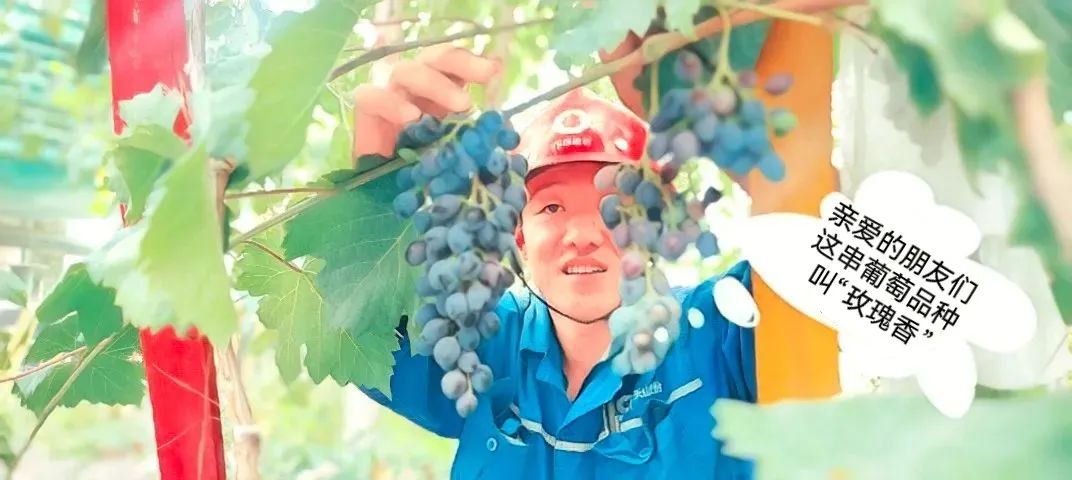 		 大丰收！来新疆天山水泥厂开心农场尝尝“秋”的味道~ _责任与文化_尊龙凯时集团有限公司	