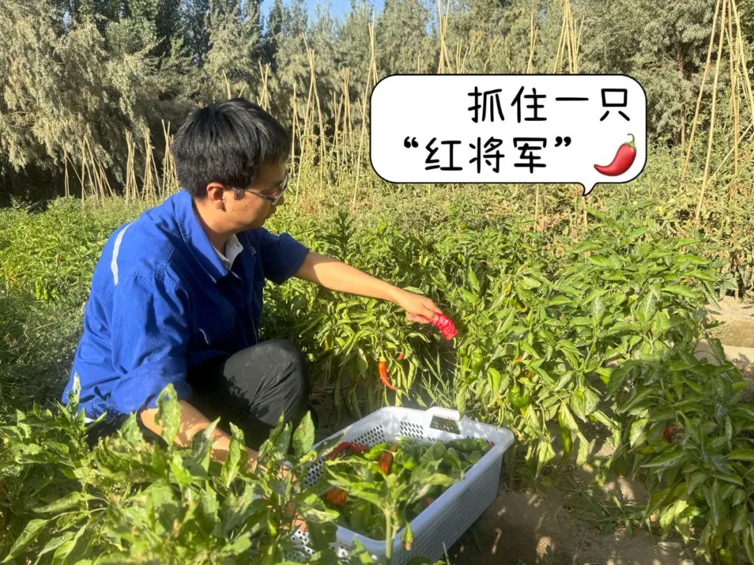 		 大丰收！来新疆天山水泥厂开心农场尝尝“秋”的味道~ _责任与文化_尊龙凯时集团有限公司	