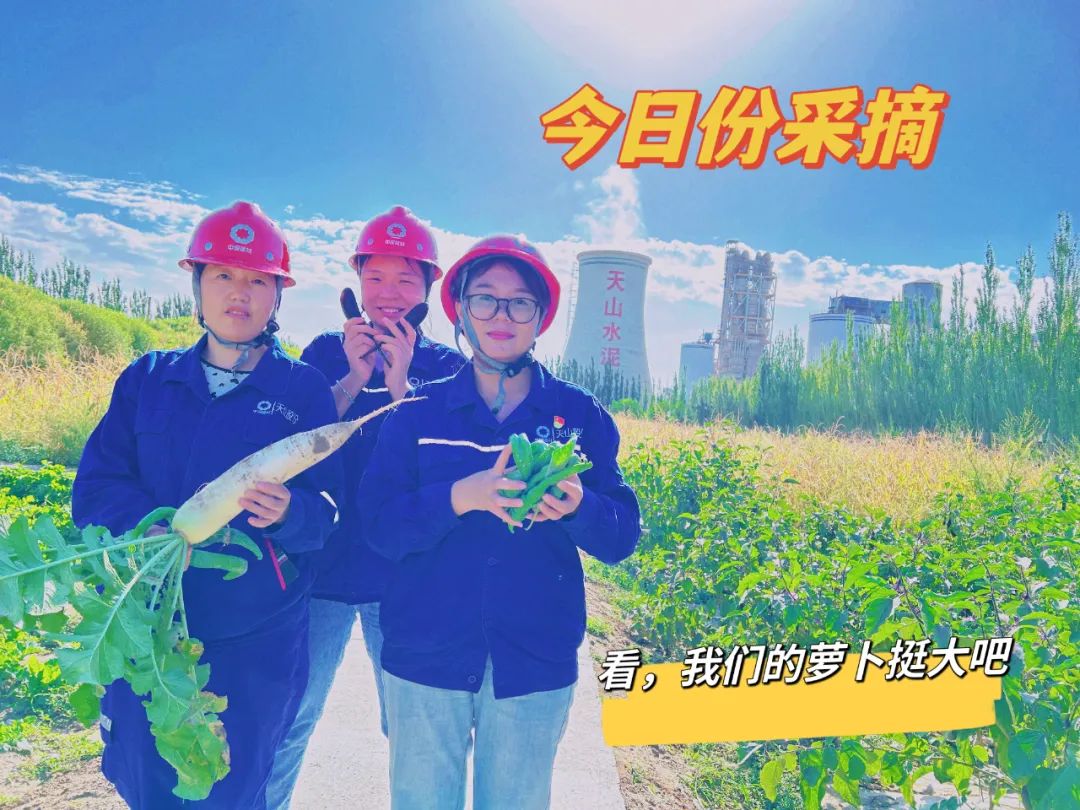 		 大丰收！来新疆天山水泥厂开心农场尝尝“秋”的味道~ _责任与文化_尊龙凯时集团有限公司	