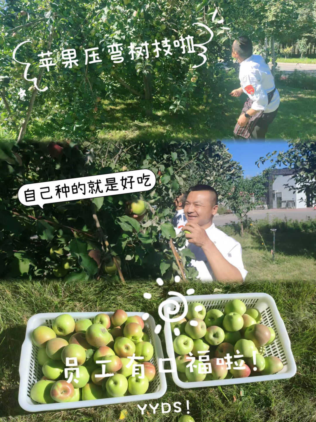 		 大丰收！来新疆天山水泥厂开心农场尝尝“秋”的味道~ _责任与文化_尊龙凯时集团有限公司	