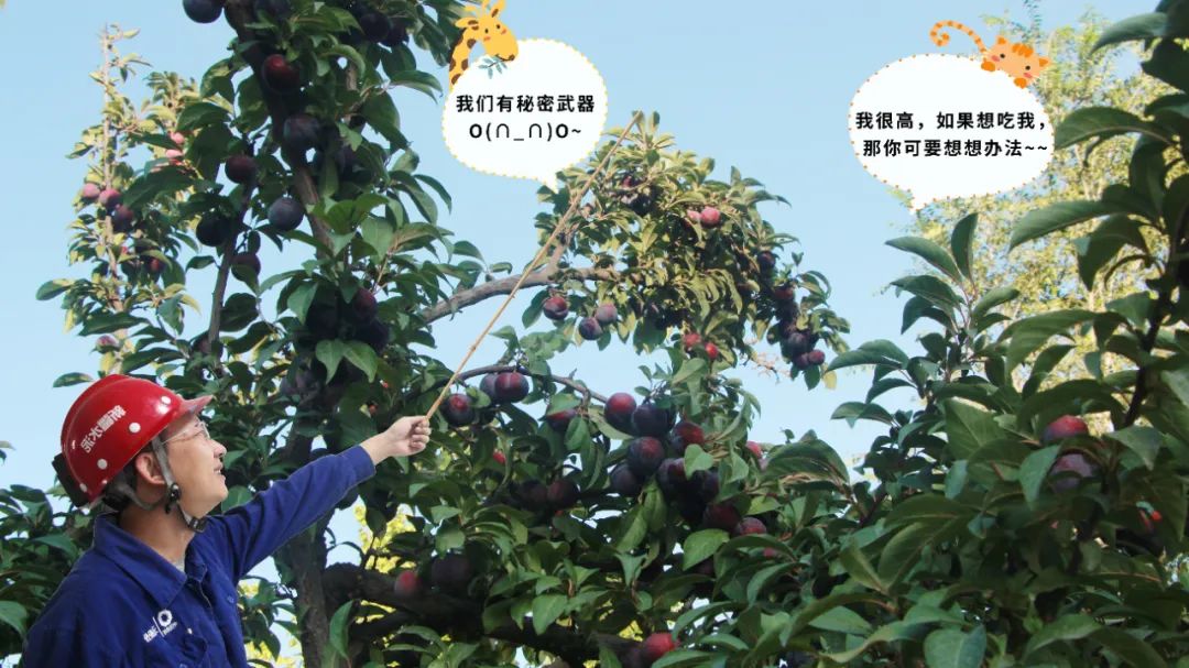 		 大丰收！来新疆天山水泥厂开心农场尝尝“秋”的味道~ _责任与文化_尊龙凯时集团有限公司	