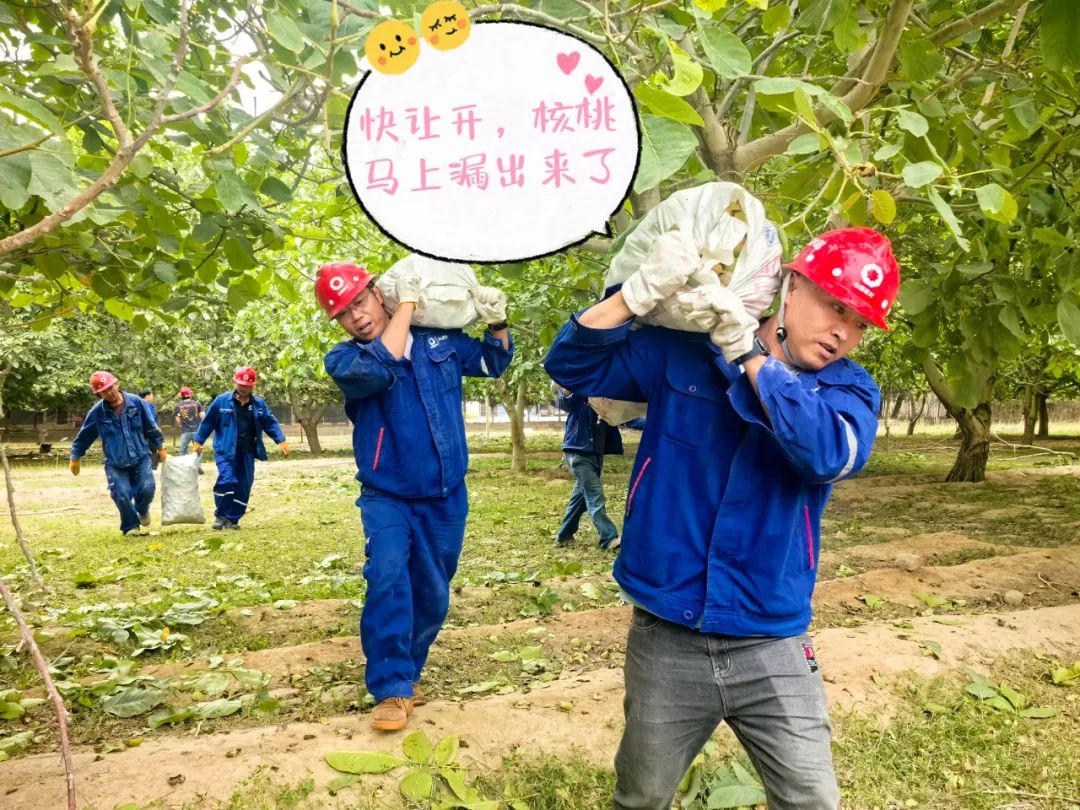 		 大丰收！来新疆天山水泥厂开心农场尝尝“秋”的味道~ _责任与文化_尊龙凯时集团有限公司	
