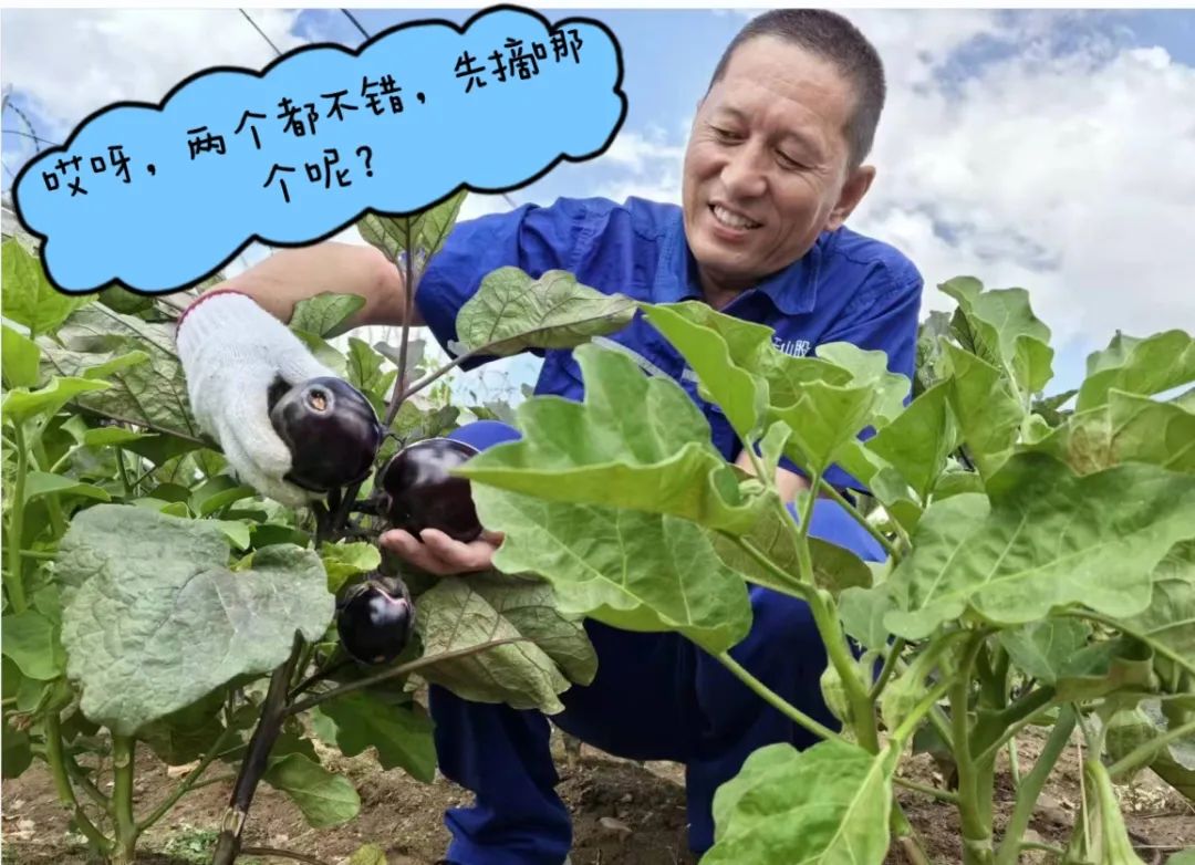 		 大丰收！来新疆天山水泥厂开心农场尝尝“秋”的味道~ _责任与文化_尊龙凯时集团有限公司	
