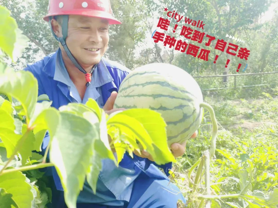 		 大丰收！来新疆天山水泥厂开心农场尝尝“秋”的味道~ _责任与文化_尊龙凯时集团有限公司	