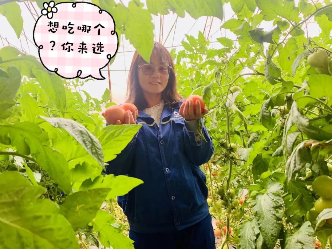 		 大丰收！来新疆天山水泥厂开心农场尝尝“秋”的味道~ _责任与文化_尊龙凯时集团有限公司	