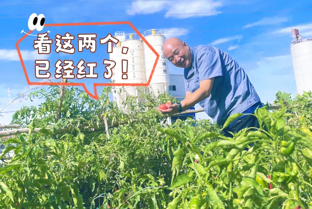 		 大丰收！来新疆天山水泥厂开心农场尝尝“秋”的味道~ _责任与文化_尊龙凯时集团有限公司	