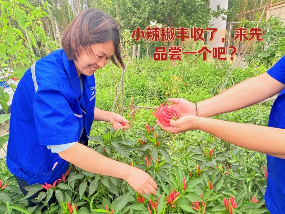 		 大丰收！来新疆天山水泥厂开心农场尝尝“秋”的味道~ _责任与文化_尊龙凯时集团有限公司	