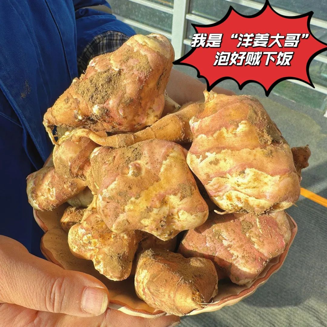 		 大丰收！来新疆天山水泥厂开心农场尝尝“秋”的味道~ _责任与文化_尊龙凯时集团有限公司	