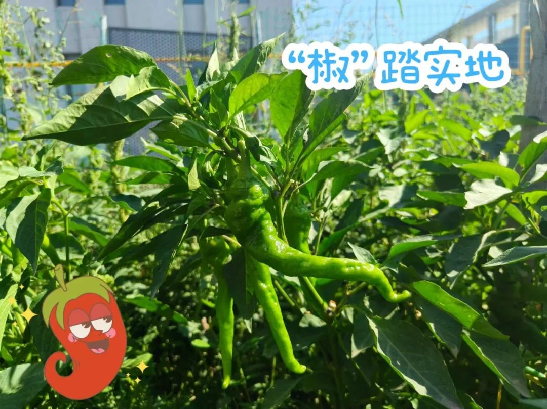 		 大丰收！来新疆天山水泥厂开心农场尝尝“秋”的味道~ _责任与文化_尊龙凯时集团有限公司	
