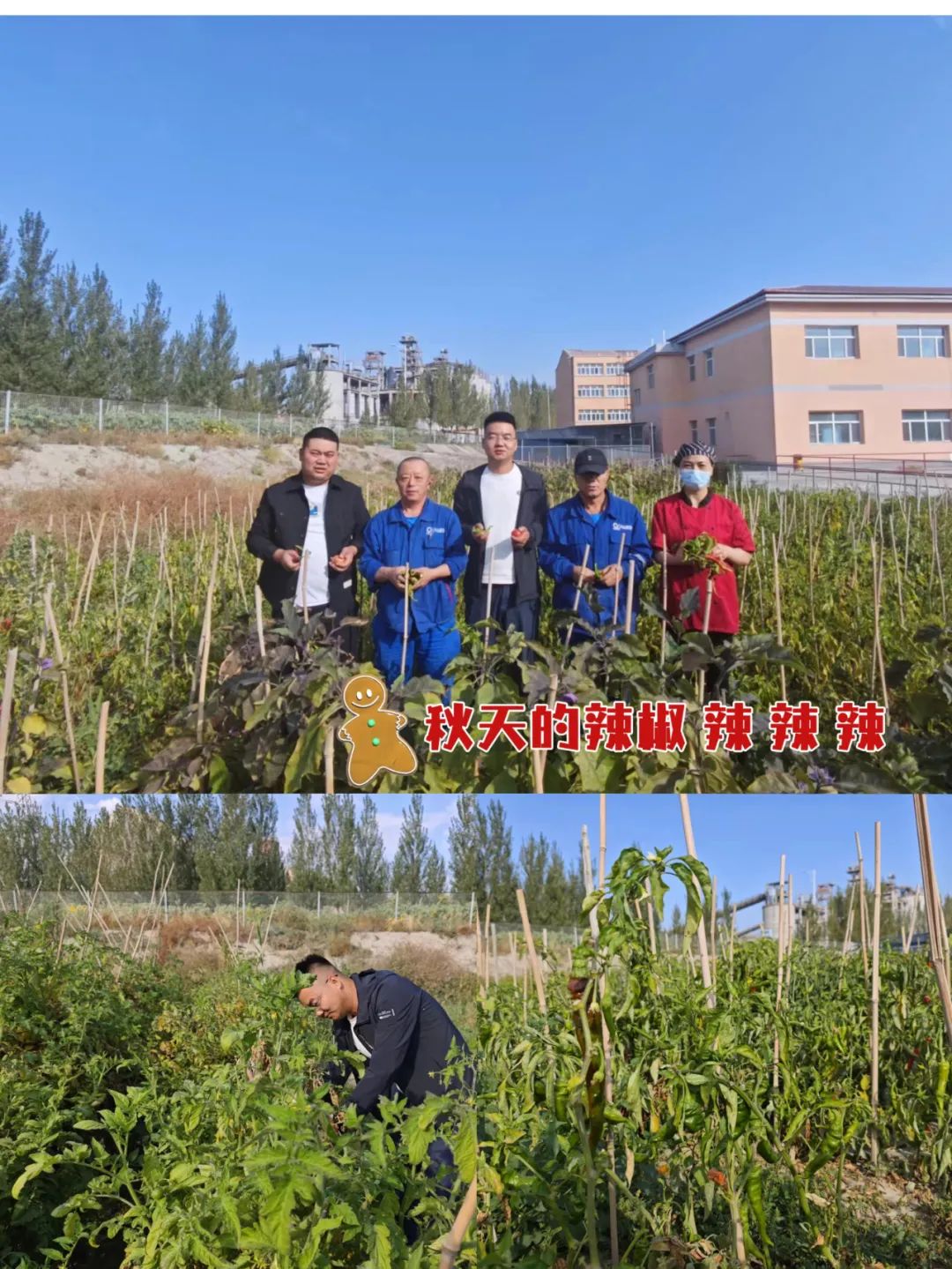 		 大丰收！来新疆天山水泥厂开心农场尝尝“秋”的味道~ _责任与文化_尊龙凯时集团有限公司	