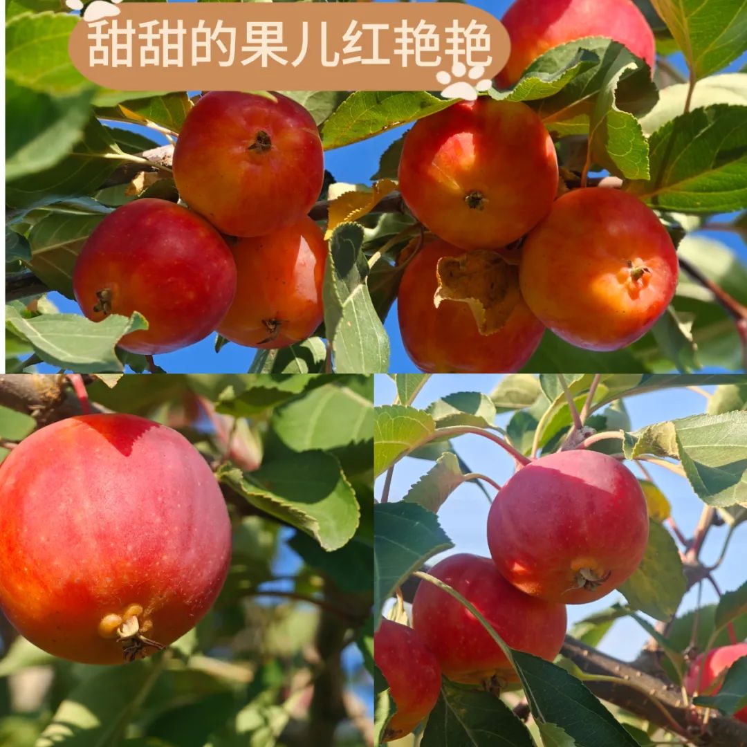 		 大丰收！来新疆天山水泥厂开心农场尝尝“秋”的味道~ _责任与文化_尊龙凯时集团有限公司	